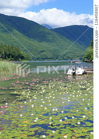 木崎湖睡蓮 木崎湖睡蓮 116408907