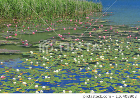 Lake Kisaki water lily Lake Kisaki water lily 116408908