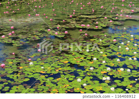 Lake Kisaki water lily Lake Kisaki water lily 116408912