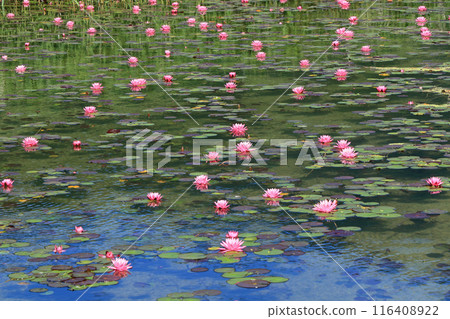 Lake Kisaki water lily 116408922