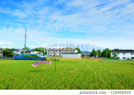 鳥追風箏與秋天的稻田 116408930