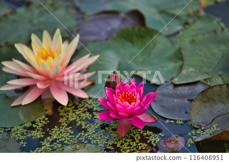 初夏的花蓮公園 初夏的花蓮公園 116408951