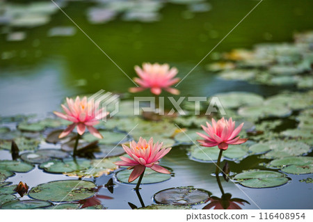 初夏的花蓮公園 初夏的花蓮公園 116408954