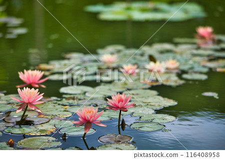 Hanahasu Park in early summer 116408958