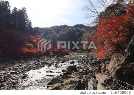 香嵐溪賞紅葉、紅葉散步 香嵐溪賞紅葉、紅葉散步 116408966