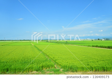 從JR東日本新潟站及信越線新潟站至新津站的車窗景觀(2022年夏季) 從JR東日本新潟站及信越線新潟站至新津站的車窗景觀(2022年夏季) 116409173