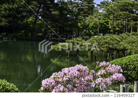 Azaleas blooming in spring at Kenrokuen 116409327