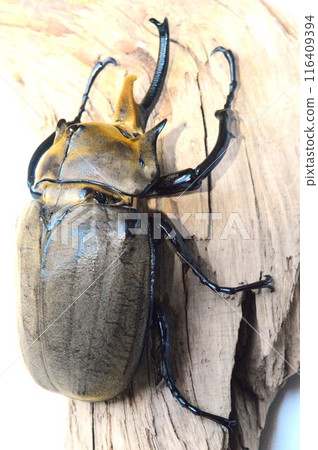 Elephant beetle on tree on white background Elephant beetle on tree on white background 116409394