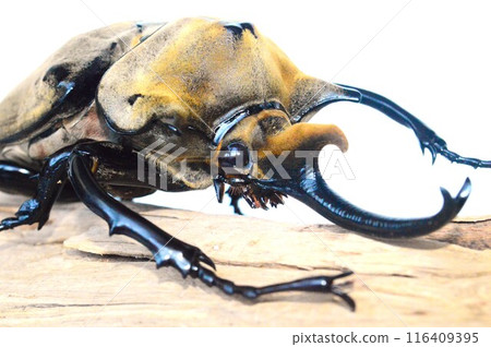 Elephant beetle on tree on white background 116409395