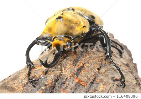 Elephant beetle on tree on white background Elephant beetle on tree on white background 116409396