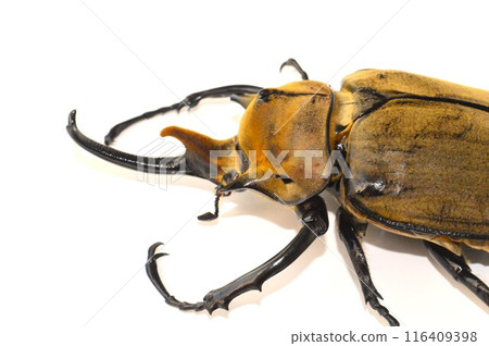 Elephant beetle on tree on white background Elephant beetle on tree on white background 116409398