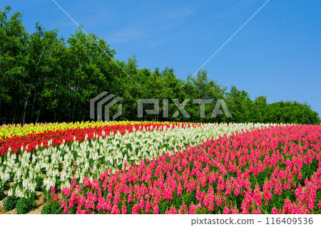 Rainbow-colored flower garden 116409536