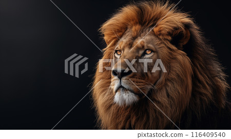 黑色背景莊嚴獅子臉部特寫的肖像式寫實插圖 116409540