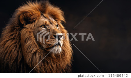 黑色背景莊嚴獅子臉部特寫的肖像式寫實插圖 116409542