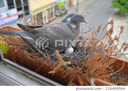 A dove sits on an egg. Pigeons nest in the city. Pigeon nest on a windowsill in a city 116409564