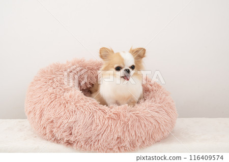 Chihuahua Riku smiling in a pink bed 116409574