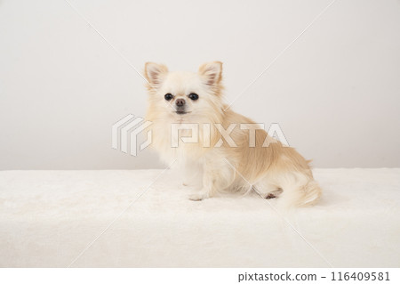 Chiwawa坐著微笑 Chiwawa坐著微笑 116409581