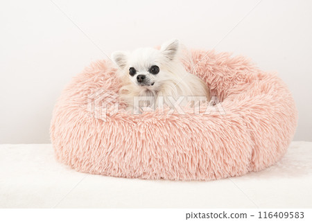 奇瓦瓦在粉紅色的床上微笑 奇瓦瓦在粉紅色的床上微笑 116409583