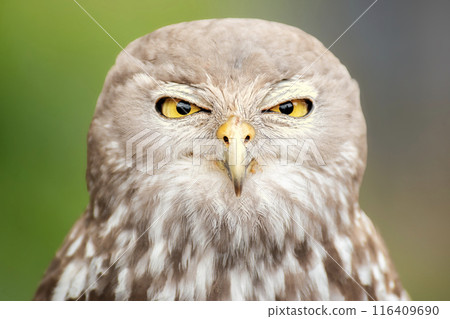 Barking Owl 116409690