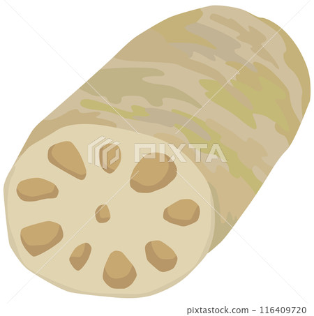 簡單的蓮藕插畫向量素材 簡單的蓮藕插畫向量素材 116409720