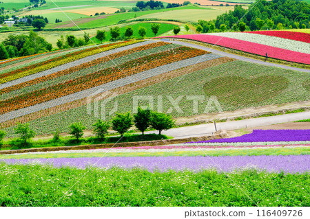 心形標記花田 心形標記花田 116409726