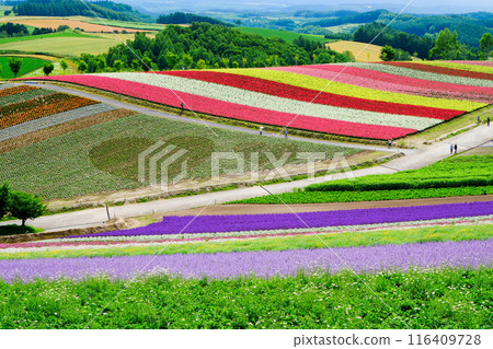 Colorful flower garden 116409728