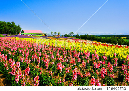 廣闊的花田 116409730