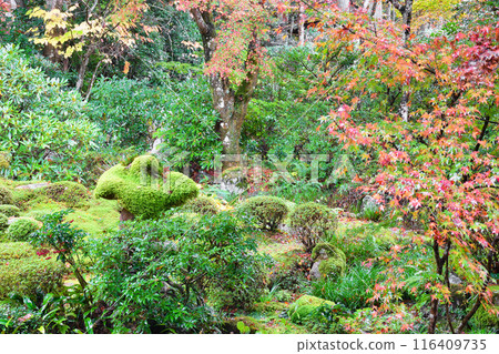 Ohara Sanzenin Temple - Autumn leaves at Shuhekien Garden (Sakyo Ward, Kyoto City) 116409735