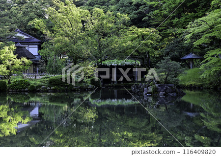 Wisteria blooming in spring at Kenrokuen 116409820