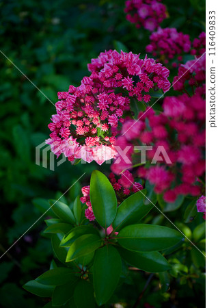 May 17th, and the buds of the Kalmia flower bloom. The flower's meaning is "great hope" and "graceful woman." May 17th, and the buds of the Kalmia flower bloom. The flower's meaning is "great hope" and "graceful woman." 116409833