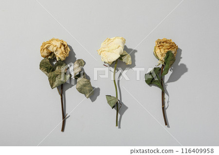Three dried roses on light gray background, top view Three dried roses on light gray background, top view 116409958