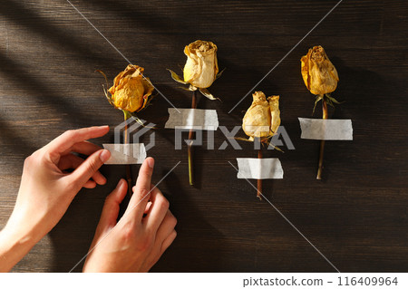 Dried white roses and female hands on wooden background, top view Dried white roses and female hands on wooden background, top view 116409964