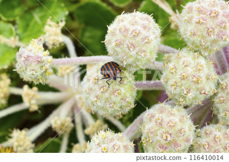 A red-striped stink bug resting on a sea laurel flower, Tottori Prefecture, Tottori Sand Dunes 116410014