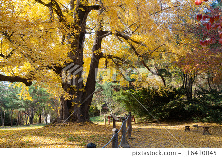 Autumn forest at Seolleung and Jeongneung Royal Tombs in Seoul, Korea Autumn forest at Seolleung and Jeongneung Royal Tombs in Seoul, Korea 116410045