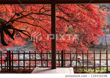 Viewing autumn leaves at Korankei, viewing autumn leaves, walking around the autumn leaves 116410296