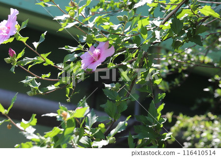 初夏公園盛開的粉紅蝴蝶花 116410514