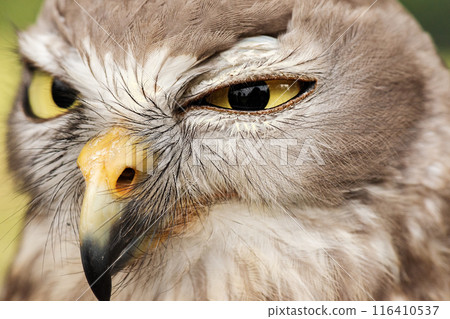 Detailed closeup of the Barking Owls eye. Detailed closeup of the Barking Owls eye. 116410537