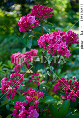 May 17th, and the buds of the Kalmia flower bloom. The flower's meaning is "great hope" and "graceful woman." 116410611