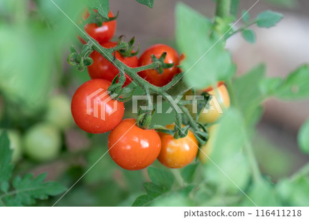  櫻桃西紅柿 116411218