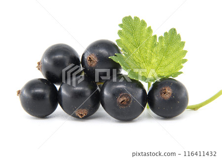 Fresh black currants with green leaves isolated on a white background Fresh black currants with green leaves isolated on a white background 116411432