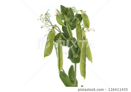 Close-up of fresh green pea plant with pods and leaves isolated on white background 116411435