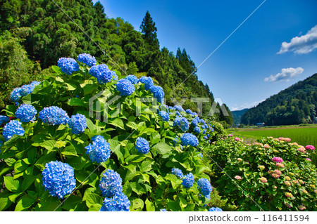 Hydrangea Road in full bloom 116411594