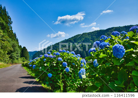 Hydrangea Road in full bloom 116411596