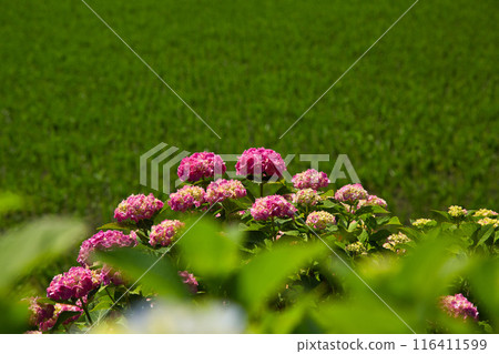Hydrangea Road in full bloom Hydrangea Road in full bloom 116411599