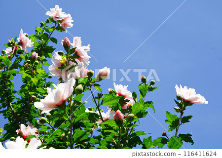 Rose of Sharon that shines in the blue sky Rose of Sharon that shines in the blue sky 116411624