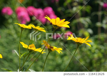 Yellow Heliopsis (Dwarf Sunflower) Yellow Heliopsis (Dwarf Sunflower) 116411626