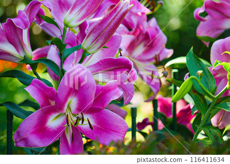 粉色百合花 116411634