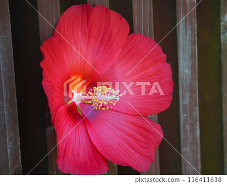 芙蓉花 116411638