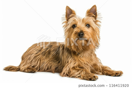 An Australian Silky Terrier lies elegantly, its long silky fur and keen expression reflecting a well-cared-for pet. Its perky ears suggest a lively temperament. 116411920