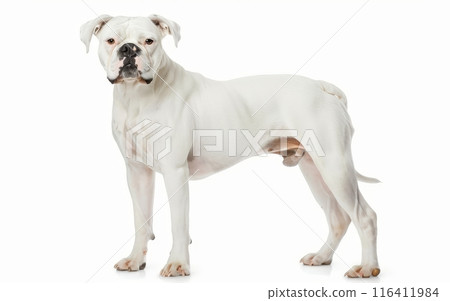 A white American Bulldog stands with a stoic expression, highlighting its muscular frame and focused gaze. The pure white coat contrasts sharply against the white background. 116411984